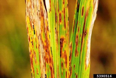Narrow brown leaf spot (Cercospora janseana ) on rice (Oryza sativa ) - 5390516