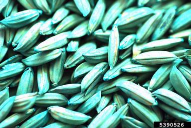 rice, Oryza sativa  (Cyperales: Poaceae) - 5390526