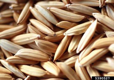 rice, Oryza sativa  (Cyperales: Poaceae) - 5390527