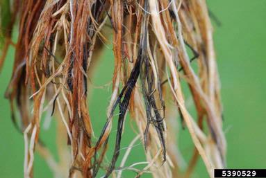 Pythium diseases (Pythium spp. ) on rice (Oryza sativa ) - 5390529