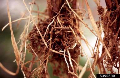 root-knot nematode (Meloidogyne spp. ) on rice (Oryza sativa ) - 5390530