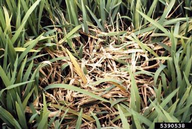 Rhizoctonia damping-off, blight and rot (Rhizoctonia solani ) on rice (Oryza sativa ) - 5390538