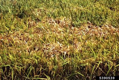 Rhizoctonia damping-off, blight and rot (Rhizoctonia solani ) on rice (Oryza sativa ) - 5390539
