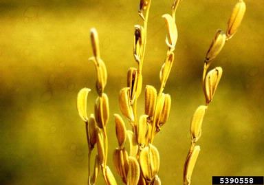 straight head (  ) on rice (Oryza sativa ) - 5390558