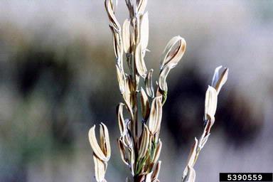 straight head (  ) on rice (Oryza sativa ) - 5390559