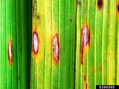 White Leaf Streak of Rice (Mycovellosiella oryzae ) on rice (Oryza sativa ) - 5390565