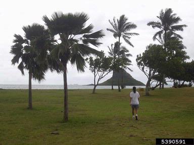 pritchardia, Pritchardia spp.  (Arecales: Arecaceae) - 5390591