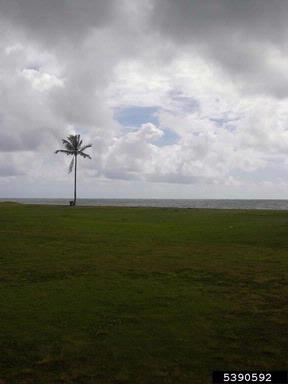 coconut palm, Cocos nucifera  (Arecales: Arecaceae) - 5390592