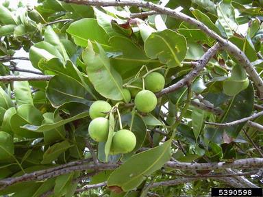 Alexandrian laurel, Calophyllum inophyllum  (Theales: Clusiaceae) - 5390598
