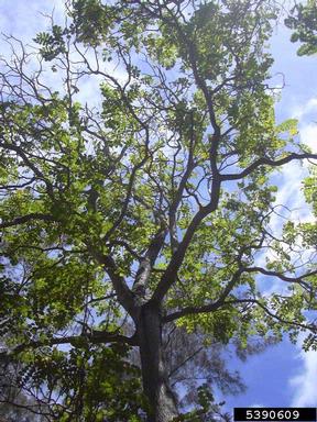 African tuliptree, Spathodea campanulata  (Scrophulariales: Bignoniaceae) - 5390609