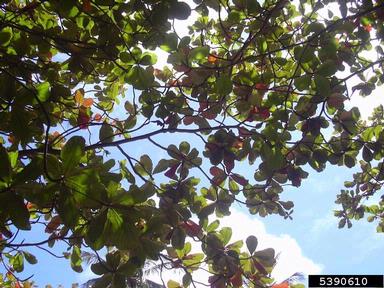 tropical almond, Terminalia catappa  (Myrtales: Combretaceae) - 5390610