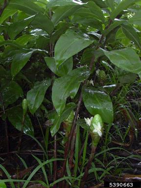 bitter ginger, Zingiber zerumbet  (Zingiberales: Zingiberaceae) - 5390663