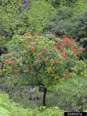 African tuliptree, Spathodea campanulata  (Scrophulariales: Bignoniaceae) - 5390674