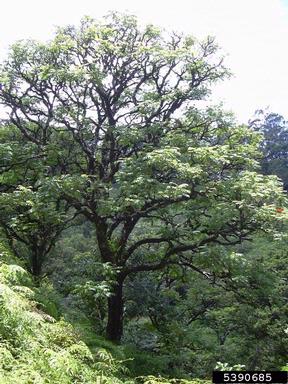 African tuliptree, Spathodea campanulata  (Scrophulariales: Bignoniaceae) - 5390685
