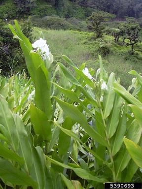 white garland-lily, Hedychium coronarium  (Zingiberales: Zingiberaceae) - 5390693