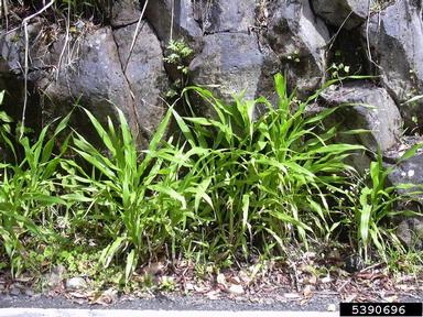 Job's tears, Coix lacryma-jobi  (Cyperales: Poaceae) - 5390696
