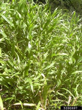 Job's tears, Coix lacryma-jobi  (Cyperales: Poaceae) - 5390697