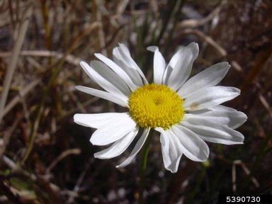 oxeye daisy, Leucanthemum vulgare  (Asterales: Asteraceae) - 5390730