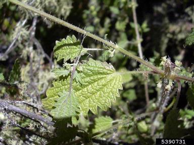 Hawai'i stingingnettle, Hesperocnide sandwicensis  (Urticales: Urticaceae) - 5390731