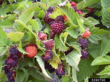 Hawai'i blackberry, Rubus hawaiensis  (Rosales: Rosaceae) - 5390790