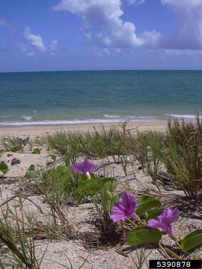 Brazilian bayhops, Ipomoea pes-caprae ssp. brasiliensis (Solanales: Convolvulaceae) - 5390878
