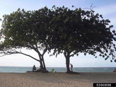tropical almond, Terminalia catappa  (Myrtales: Combretaceae) - 5390898