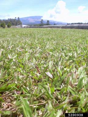broadleaf carpetgrass, Axonopus compressus  (Cyperales: Poaceae) - 5390938