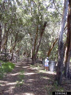eucalyptus, Eucalyptus spp.  (Myrtales: Myrtaceae) - 5390942