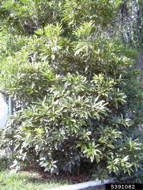 Australian cheesewood, Pittosporum undulatum  (Rosales: Pittosporaceae) - 5391082