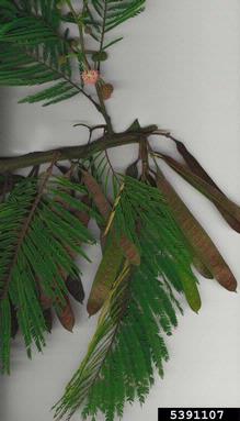 leadtree, Leucaena diversifolia  (Fabales: Fabaceae (Leguminosae)) - 5391107