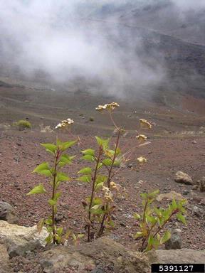 croftonweed, Ageratina adenophora  (Asterales: Asteraceae) - 5391127
