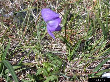 larkspurleaf monkshood, Aconitum delphiniifolium  (Ranunculales: Ranunculaceae) - 5391202