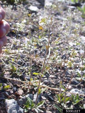 shepherd's-purse, Capsella bursa-pastoris  (Capparales: Brassicaceae) - 5391227