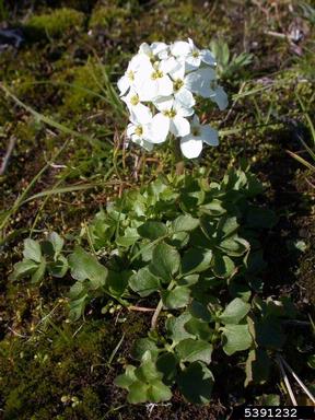 woodland bittercress, Cardamine flexuosa  (Capparales: Brassicaceae) - 5391232