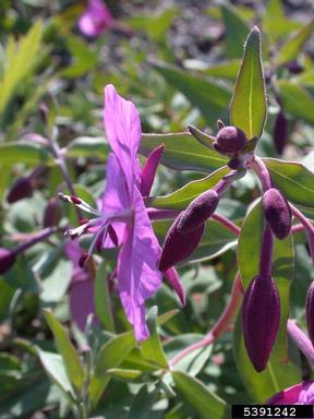 dwarf fireweed, Chamerion latifolium  (Myrtales: Onagraceae) - 5391242