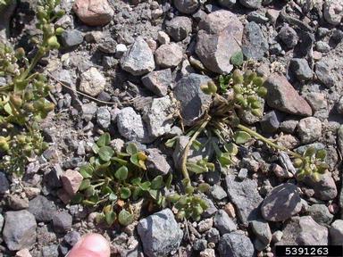 spoonwort, Cochlearia officinalis  (Capparales: Brassicaceae) - 5391263