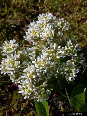 spoonwort, Cochlearia officinalis  (Capparales: Brassicaceae) - 5391277