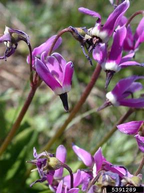 western arctic shootingstar, Dodecatheon frigidum  (Primulales: Primulaceae) - 5391289