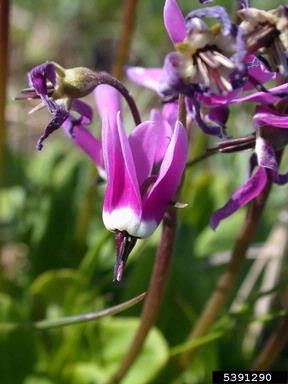 western arctic shootingstar, Dodecatheon frigidum  (Primulales: Primulaceae) - 5391290