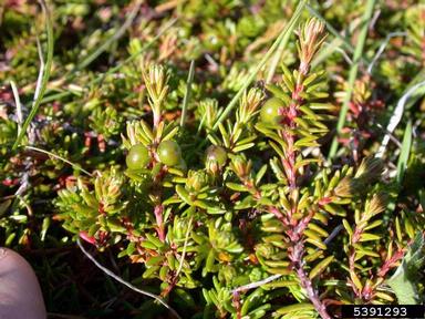 black crowberry, Empetrum nigrum  (Ericales: Empetraceae) - 5391293