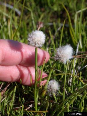 white cottongrass, Eriophorum scheuchzeri  (Cyperales: Cyperaceae) - 5391296