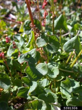 alpine mountainsorrel, Oxyria digyna  (Polygonales: Polygonaceae) - 5391306
