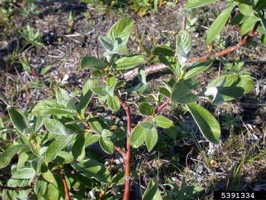 woolly willow, Salix lanata  (Salicales: Salicaceae) - 5391334