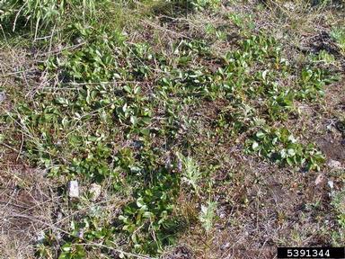 skeletonleaf willow, Salix phlebophylla  (Salicales: Salicaceae) - 5391344