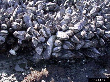 California mussel, Mytilus californianus  (Mytiloida: Mytilidae) - 5391407