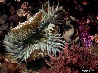 giant green anemone, Anthopleura xanthogrammica  (Actiniaria: Actiniidae) - 5391412