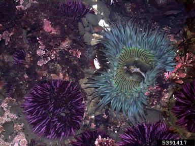 giant green anemone, Anthopleura xanthogrammica  (Actiniaria: Actiniidae) - 5391417
