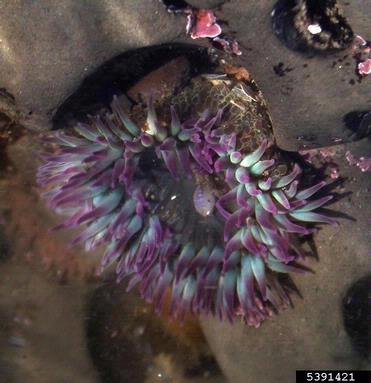 clonal anemone, Anthopleura elegantissima  (Actiniaria: Actiniidae) - 5391421