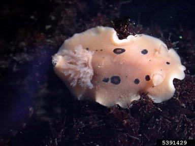 ringed doris, Diaulula sandiegensis  (Nudibranchia: Discodorididae) - 5391429
