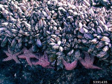 California mussel, Mytilus californianus  (Mytiloida: Mytilidae) - 5391435
